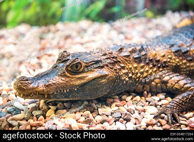 The spectacled caiman (Caiman crocodilus chiapasius) closeup portrait