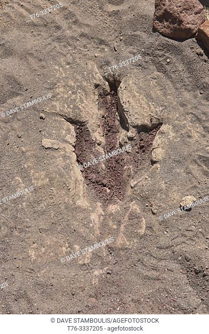 Dinosaur footprint in Torotoro National Park, Torotoro, Bolivia