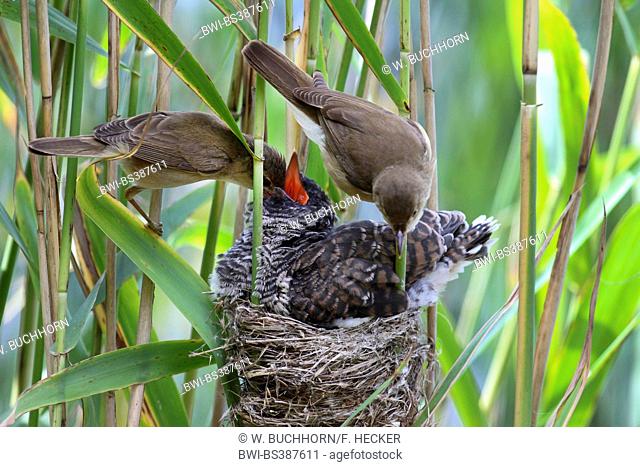 Eurasian cuckoo (Cuculus canorus), fledgling in the nest of a reed warbler, parents feeding the cuckoo chick and cleaning the nest, Germany