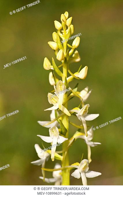 Lesser buterfly orchid (Platanthera bifolia). close of of flower - Vercors - France