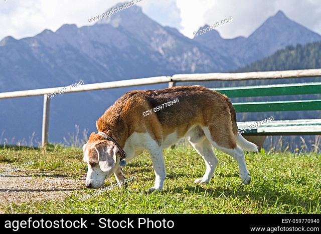 Älterer Beagle auf einer Bergwiese am Kranzberg bei Mittenwald
