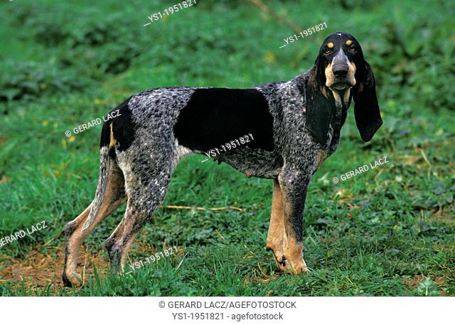 Little Blue Gascony Hound, Dog standing on Grass