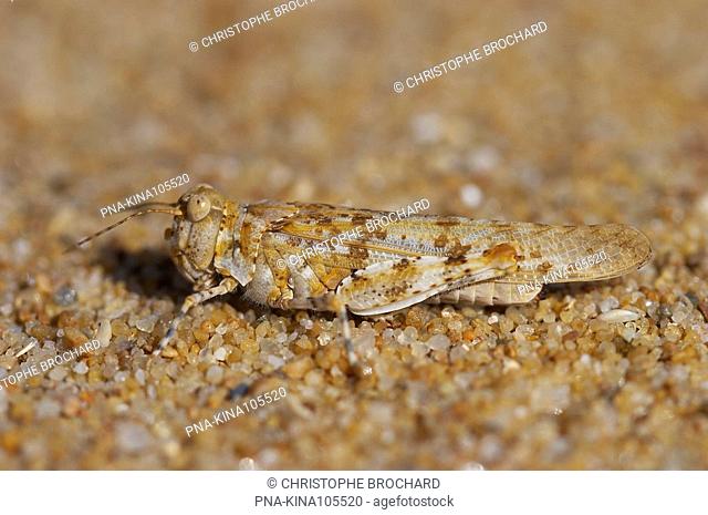 Blue-winged Locust Sphingonotus caerulans - Olonne-sur-Mer, Vendee, Pays de la Loire, France, Europe