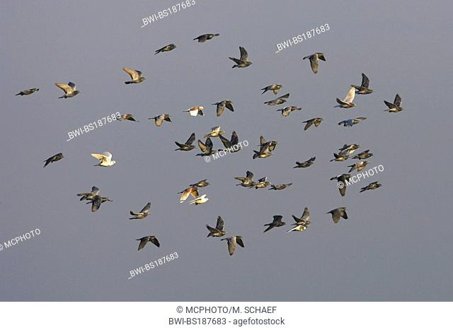 domestic pigeon (Columba livia f. domestica), flying flock, Germany