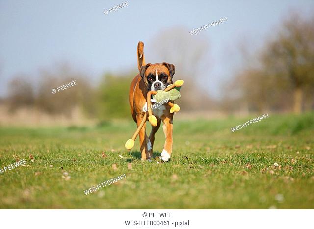 Portrait of German Boxer playing with a toy on a meadow