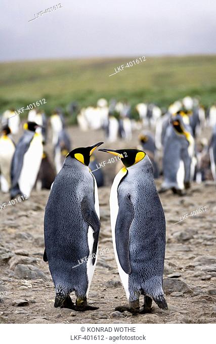 King Penguins, pair, Aptenodytes patagonicus, Salisbury Plains, South Georgia, Antarctica