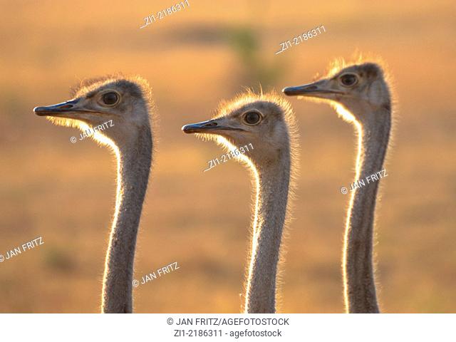 three heads of female ostriches in Masai Mara, Kenia