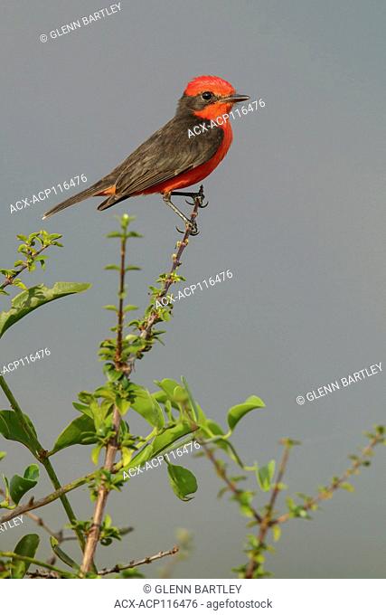 Vermillion Flycatcher (Pyrocephalus rubinus) perched on a branch in the grasslands of Guyana