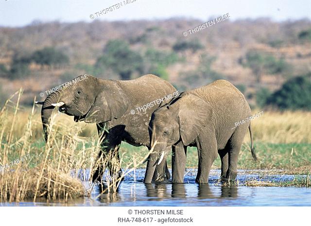 African elephant Loxodonta africana, Chobe River, Chobe National Park, Botswana, Africa