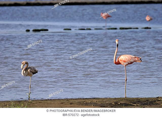 Caribbean Flamingo (Phoenicopterus ruber ruber) with fledgling, Curacao, the Netherlands Antilles, Caribbean