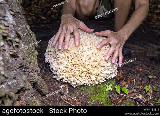 Woman touching giant cauliflower mushroom (Genus Sparasssis) - Pisgah National Forest, Brevard, North Carolina, USA