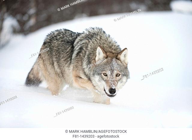 European wolf Canis lupus alpha female in snow taken in controlled conditions  Norway, March 2009