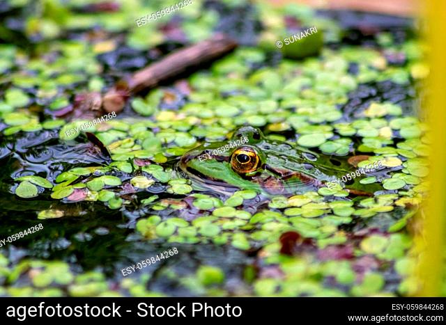 Big green frog lurking in a pond for insects like bees and flies in close-up-view and macro shot shows motionless amphibian with big eyes in a garden pond as...