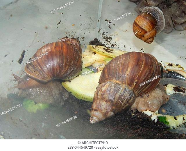 The breeding of large snails in the terrarium of the house