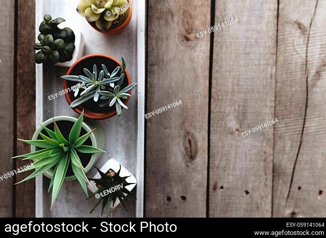 Assorted cacti, cactus and succulents on gray concrete stand on wooden background. Gardening hobby concept. High quality photo