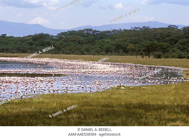 Lesser Flamingoes Landscape (Phoenicopterus minor), Lake Nakuru, Kenya