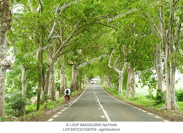 A tree lined road in Mauritius