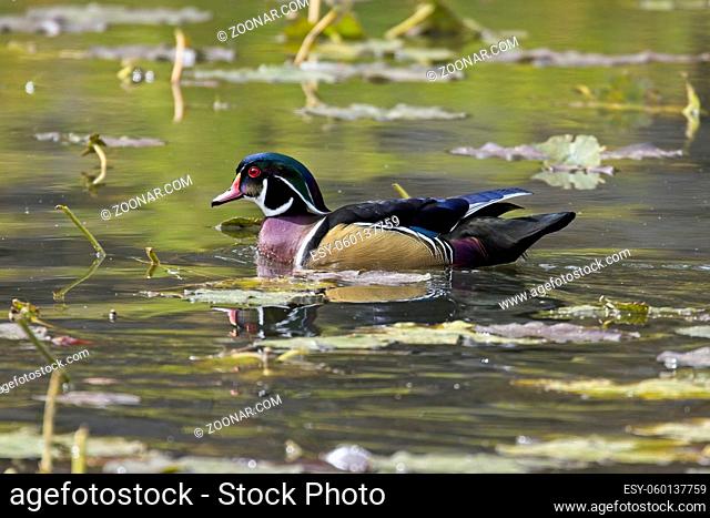 A male wood duck swims on a pond in Coeur d'Alene, Idaho