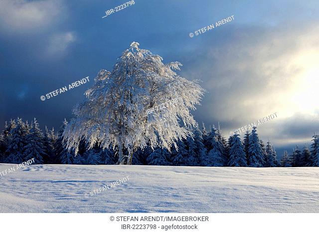 Wind-shaped beech tree with fresh snow with morning light, Mt Schauinsland near Freiburg in the Black Forest, Baden-Wuerttemberg, Germany, Europe, PublicGround