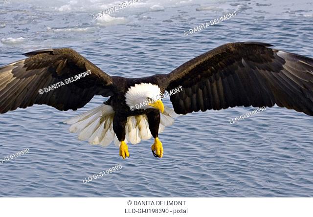 Bald Eagle Haliaeetus leucocephalus flying, Alaska, USA
