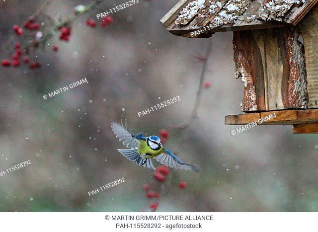 Eurasian Blue Tit (Cyanistes caeruleus) in Winter flying at bird feeder, Baden-Wuerttemberg, Germany | usage worldwide. - /Germany