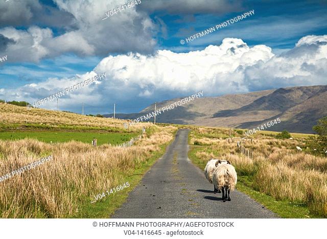 Sheep walking on a narrow road, Connemara, County Mayo, Ireland, Europe