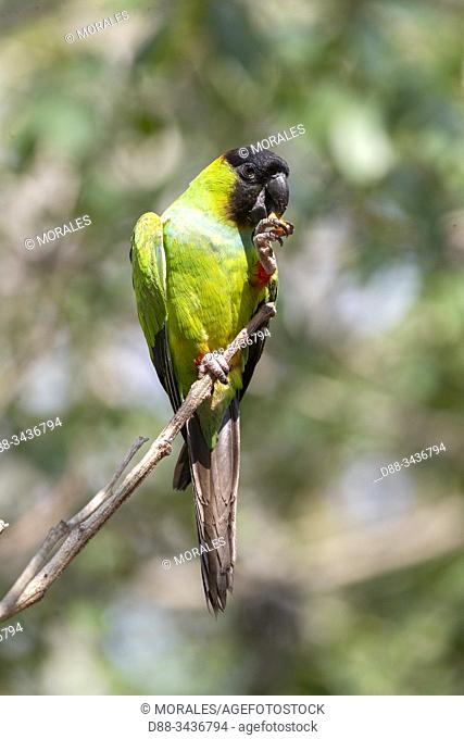 Brazil, Mato Grosso, Pantanal area, Nanday parakeet (Aratinga nenday)