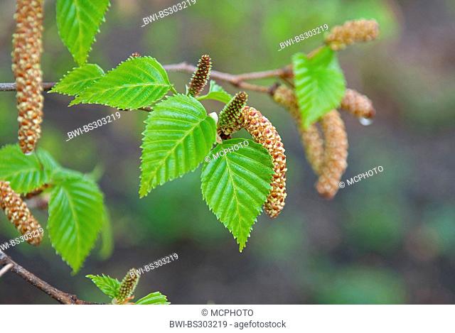 downy birch (Betula utilis 'Doorenbos', Betula utilis Doorenbos), cultivar Doorenbos, branch with male and female flowers