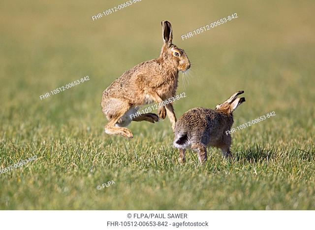 European Hare Lepus europaeus adult pair, 'boxing', female fighting off male in field, Suffolk, England, february