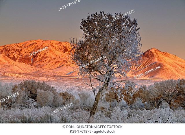 Hoarfrost on cottonwood trees at dawn, with the Chupadera Mountains, Bosque del Apache NWR, New Mexico, USA