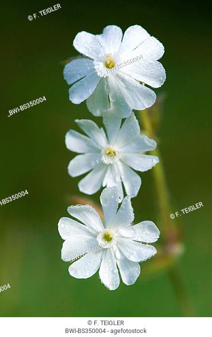 White Campion (Silene latifolia subsp. alba, Silene alba, Silene pratensis, Melandrium album), flowers with raindrops, Germany