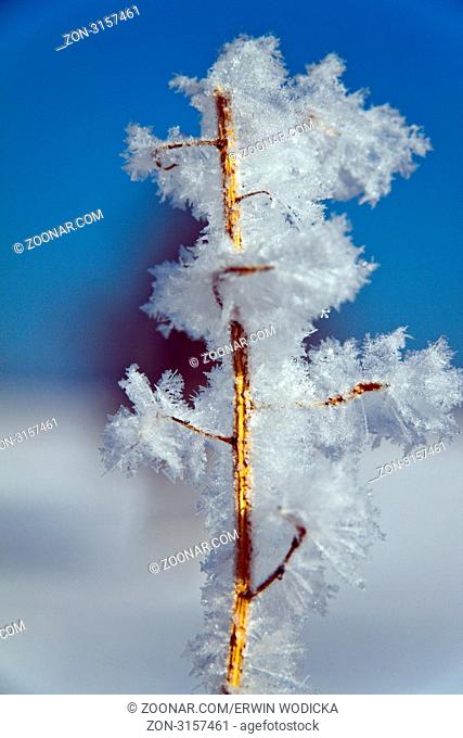 Eine Landschaft mit Raureif, Frost und Schnee auf Baum im Winter