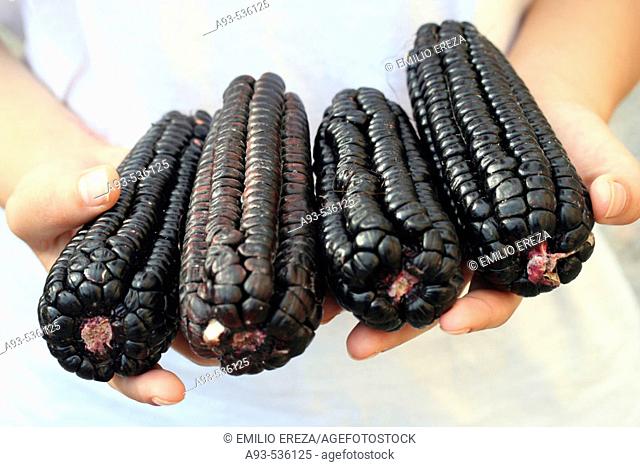 Black corn corncobs. Typical product from Peru, used to prepare a refreshing drink called 'chicha morá'