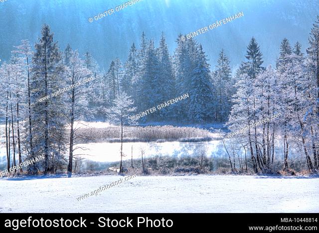Winter landscape with hoarfrost in the moor area 'Seven Sources' Eschenlohe, Loisachtal, Das Blaue Land, Upper Bavaria, Bavaria, Germany