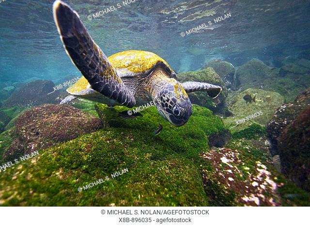 Adult green sea turtle Chelonia mydas agassizii underwater off the west side of Isabela Island in the waters surrounding the Galapagos Island Archipelago