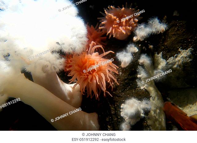 Motion of beautiful crimson anemone underwater