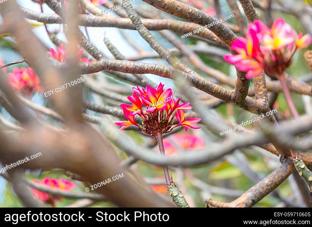 tropical flowers Plumeria in hawaiian garden