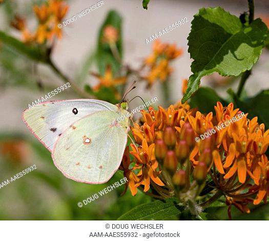 Clouded Sulphur Butterfly (Colias philodice) on butterflyweed (Asclepias tuberosa); PA, Philadelphia, Schuylkill Center