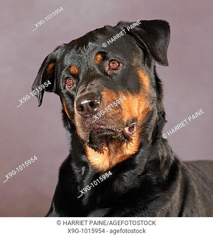 Rottweiller: type of breed