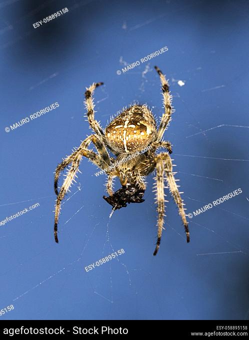 Close up view of the European garden spider eating the remains of a prey