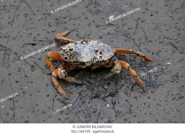 Green Shore Crab, Green Crab, North Atlantic Shore Crab (Carcinus maenas) at low tide. Germany
