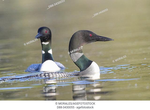 United States, Michigan, Common Loon (Gavia immer), on a lake