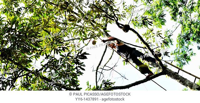 Harvesting durians from tall trees, king of fruit, rayong , eastern Thailand