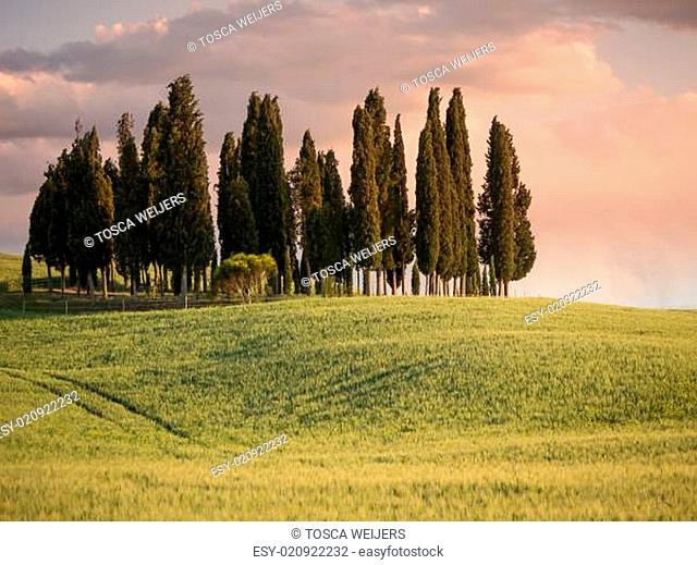 Group of cypress trees at dusk with the sky turning pink