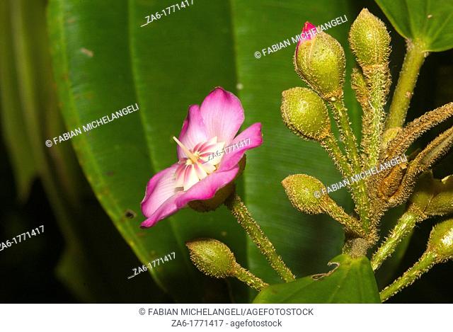 Flower and flower buds of Blakea sp Melastomataceae in Guramacal National Park, Venezuela