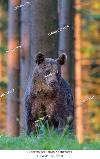 Brown bear (Ursus arctos), standing in spruce high forest, evening light, Malá Fatra, Little Fatra, Slovakia