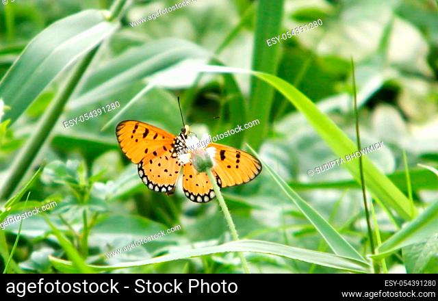 Moth Butterfly (Rhopalocera) Insect Animal on Green Plant Leaves. Nature Blooms