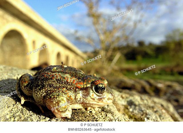 Iberian midwife toad Alytes cisternasii, sitting at a waterfront, Spain, Extremadura