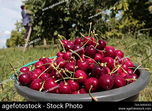 Russia. A view of picked wild cherries in a bucket. Sergei Malgavko/TASS