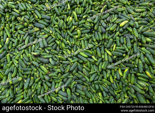 16 July 2020, Brandenburg, Kasel-Golzig: Freshly harvested pickled gherkins from the company Knösels Gemüse-Erzeugungs GmbH & Co. KG